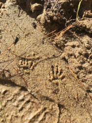 Unknown Sand Tracks