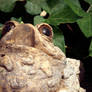 Toad Among Vines