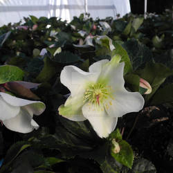 Hellebore Molly's White