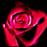 Rose6