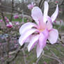 Tree Flower