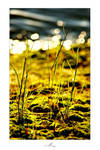 Moss by Fennek69