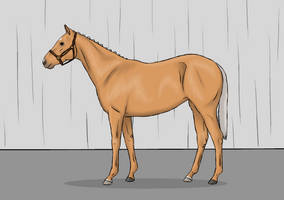 Wonder foal quality