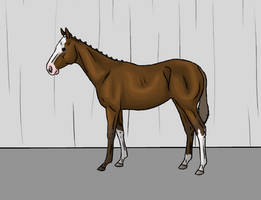 Val foal quality