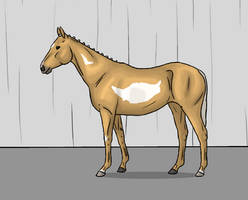 Lassy foal quality