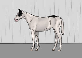 Jester foal quality