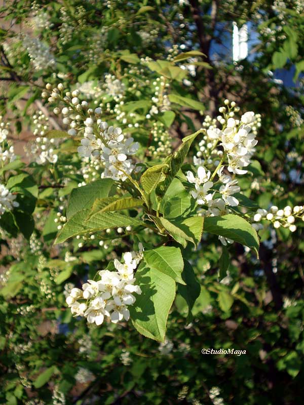 Bird Cherry 3