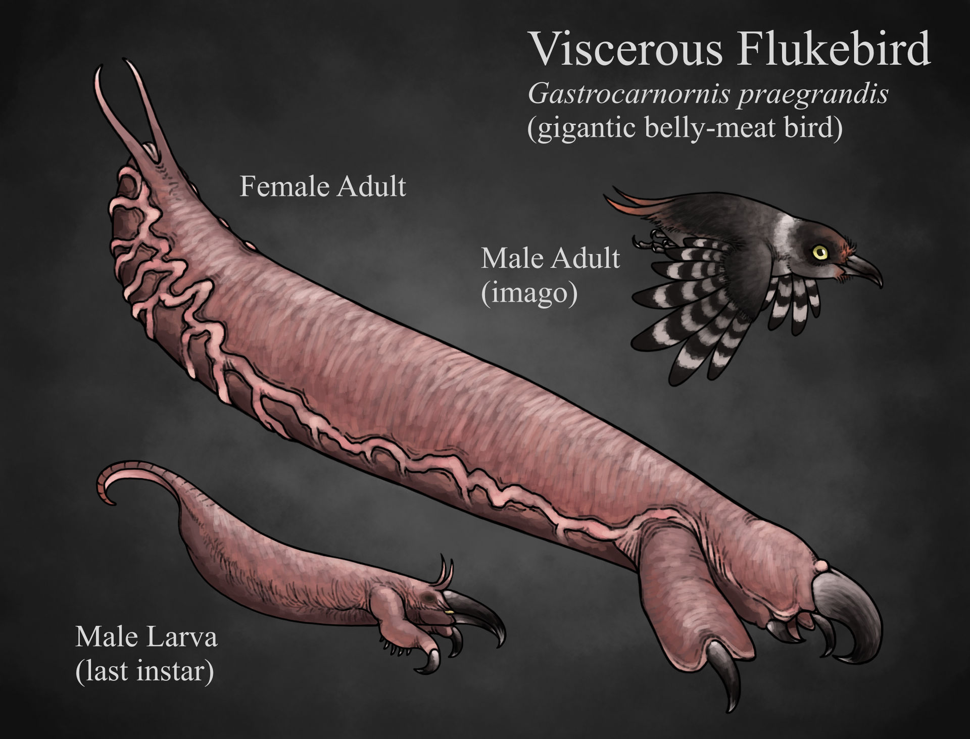 Trollmans Deviantart Viscerous Flukebird by TrollMans on DeviantArt
