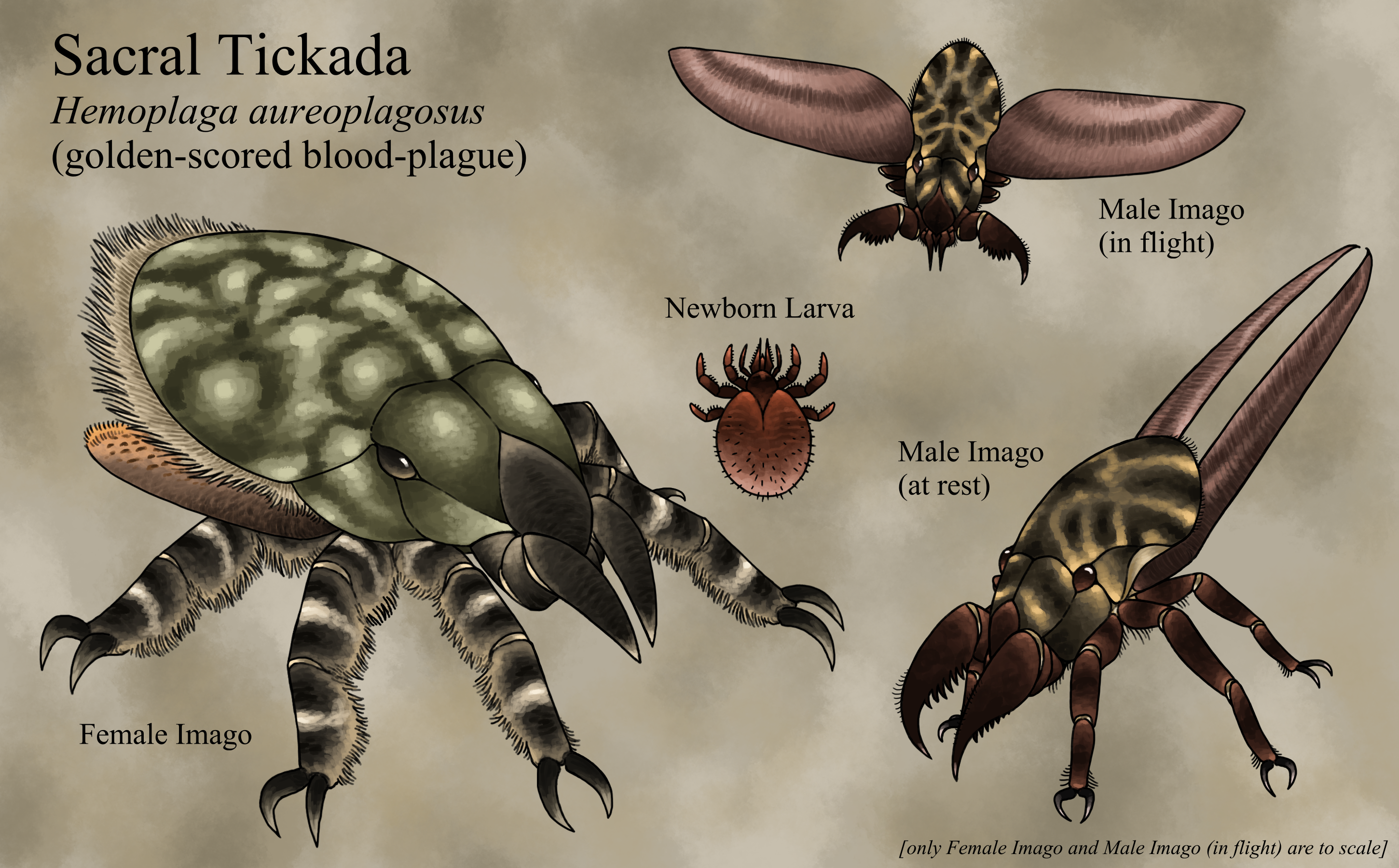 Trollmans Deviantart Sacral Tickada by TrollMans on DeviantArt
