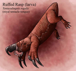 Ruffed Rasp (Larva)