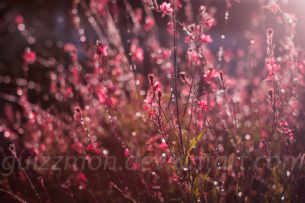 Every garden has a secret spot