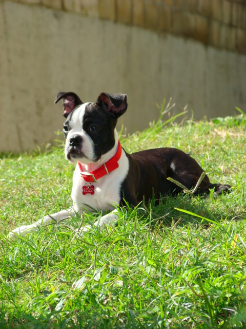 Boston Terrier