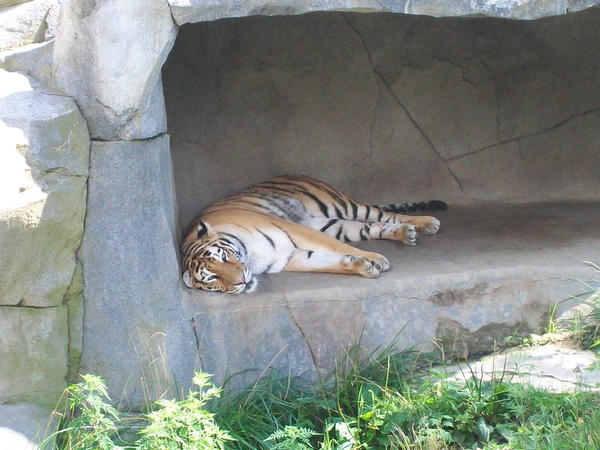 Tiger Lazy Days