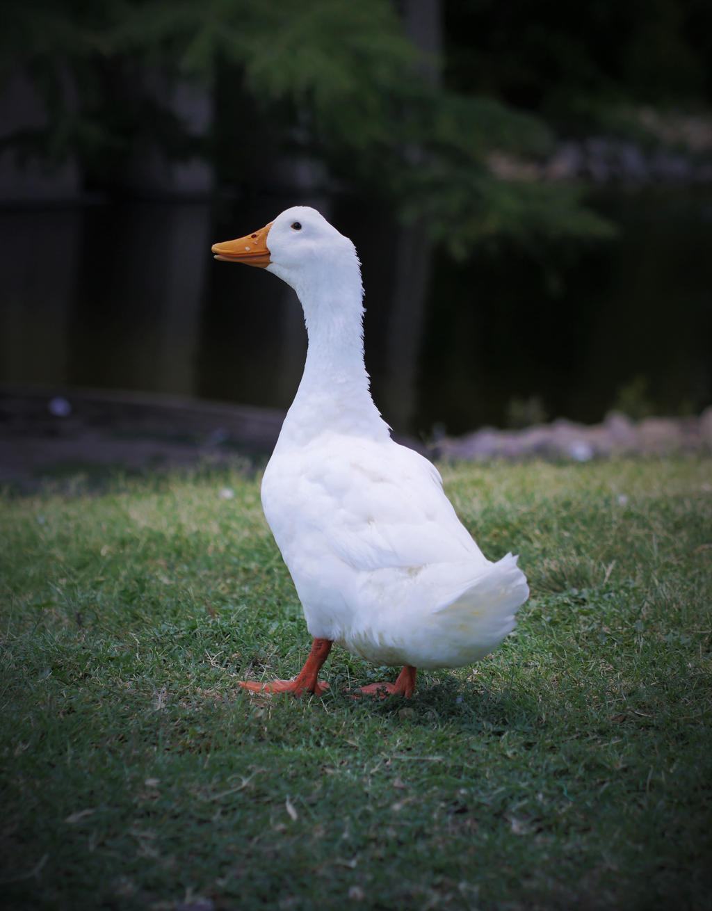 Quack by akohara on DeviantArt