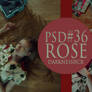 PSD#36 rose