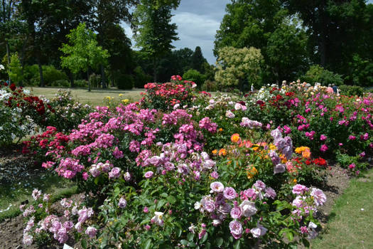 Rosarium Sangerhausen