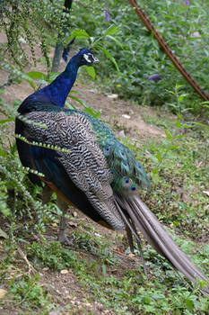 Peacock