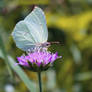 Flower and butterfly