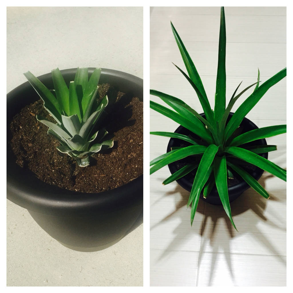 Growing a Pineapple by Heidi