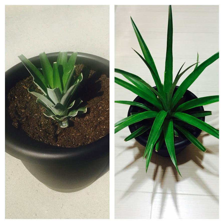 Growing a Pineapple by Heidi