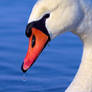 Bonny Swan