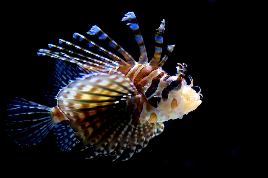 Lionfish