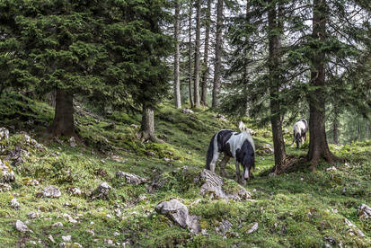 Bavarian Mountains