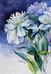 White peonies by vasoiko