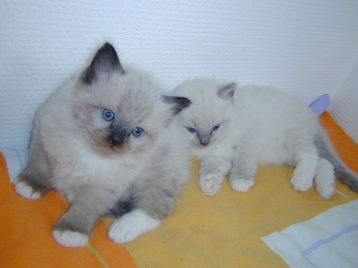 Cute kittens