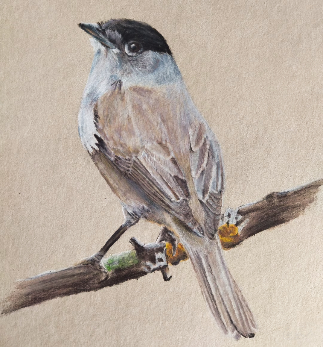 Eurasian Blackcap - April