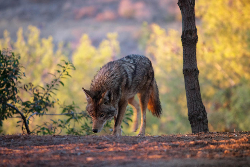 Coyote