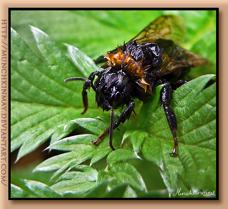 Wet little bumble bee