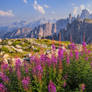 Dolomiti Italy Flowers autumn