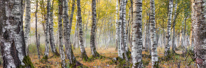 Birchtrees a beautiful misty forest capture