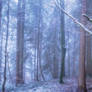 winter forest