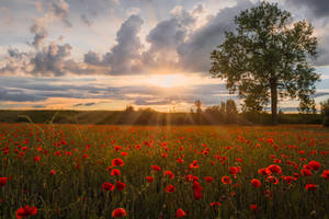Poppy Field - Mohnfeld in Bayern by StefanPrech Poppy Field - Mohnfeld in Bayern by StefanPrech