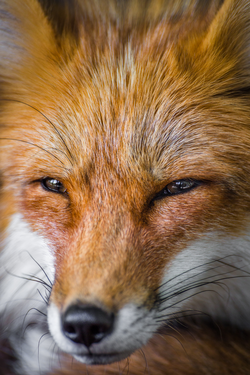 Reynard the Fox | Reineke der Fuchs