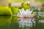 Water lily a la Monet by StefanPrech