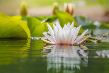 Water lily a la Monet