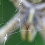 Web Macro