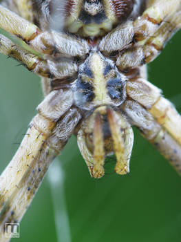 Spider Macro 02