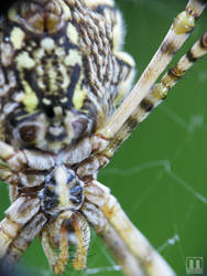 Spider Macro 03