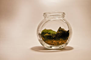 Mini Moss Terrarium