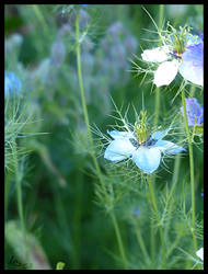 Fleurs