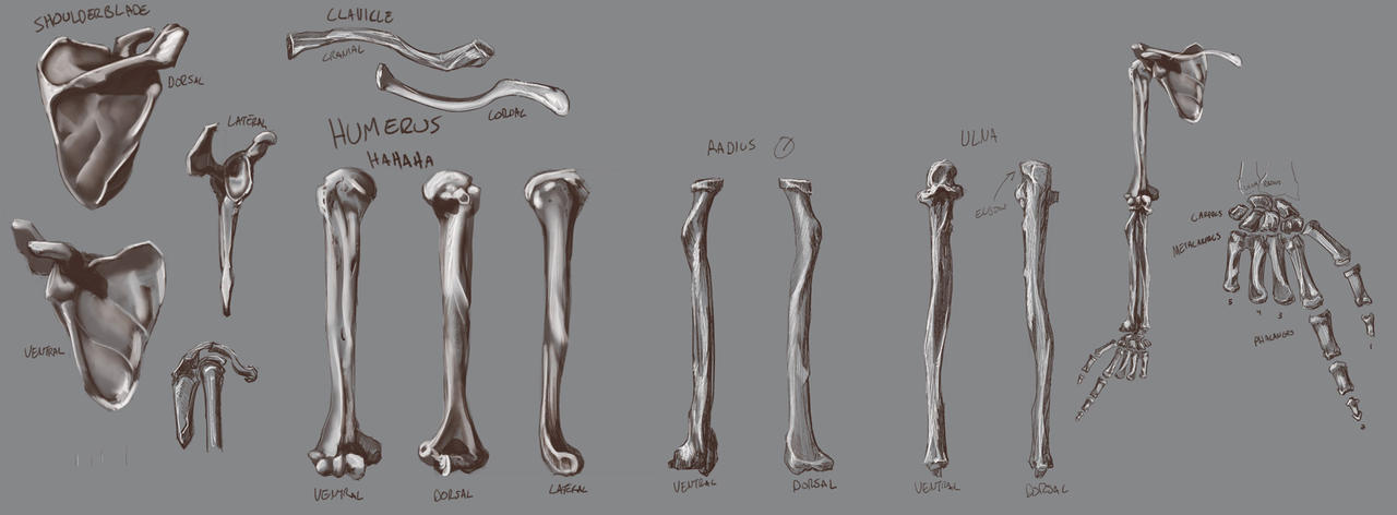 Arm Bones Study