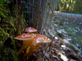Cliffside Shrooms