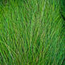 Long Grass - Texture