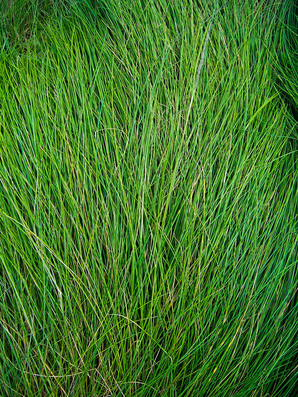 Long Grass - Texture