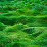 Grass Field