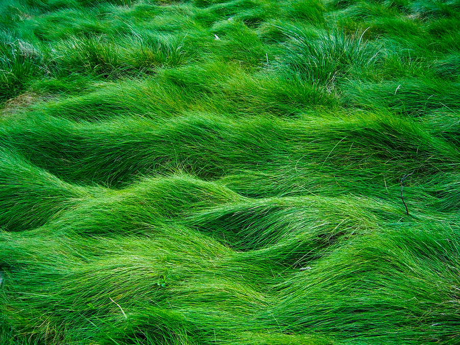 Grass Field by Starna
